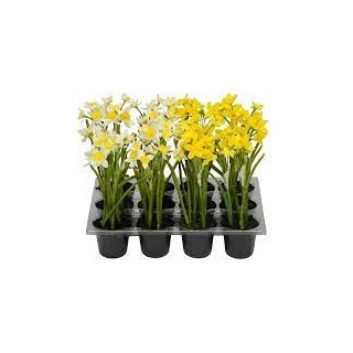 jonquille en pot 2sort. 6x21cm, jaune/blanc/plastique