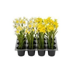 jonquille en pot 2sort. 6x21cm, jaune/blanc/plastique