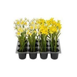 Narciso in vaso 6x21cm, plastica gialla o bianca