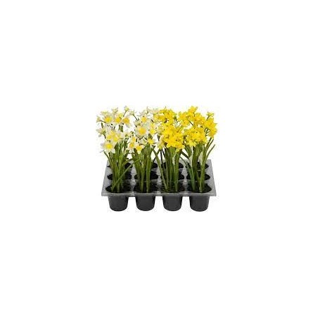 Narciso in vaso 6x21cm, plastica gialla o bianca