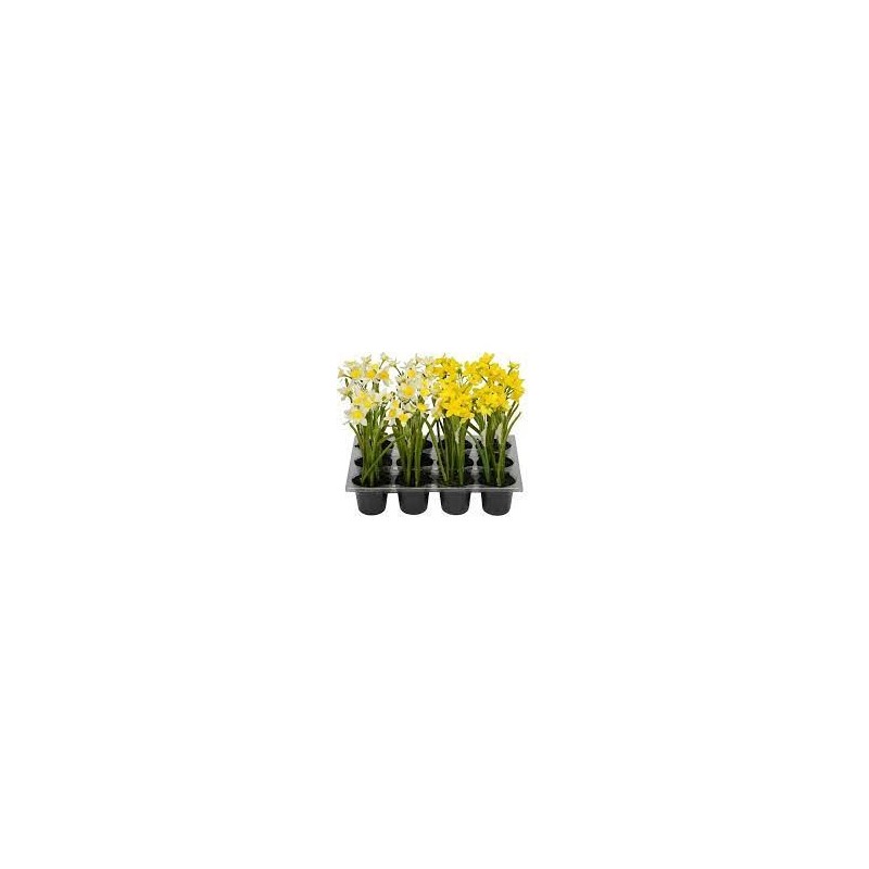jonquille en pot 2sort. 6x21cm, jaune/blanc/plastique