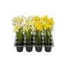 jonquille en pot 2sort. 6x21cm, jaune/blanc/plastique