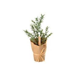 Plante aromatique Thym