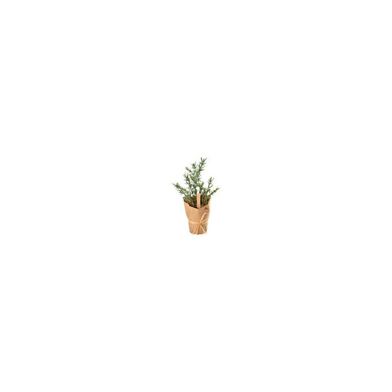 Plante aromatique Thym Plante aromatique Thym