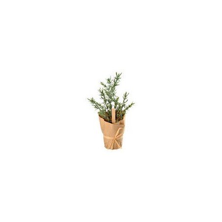 Plante aromatique Thym