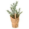 Aromatische Pflanze Thymian, mit Kraftpapier verpackt Aromatische Pflanze Thymian, mit Kraftpapier verpackt