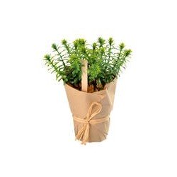 Plante aromatique Romarin