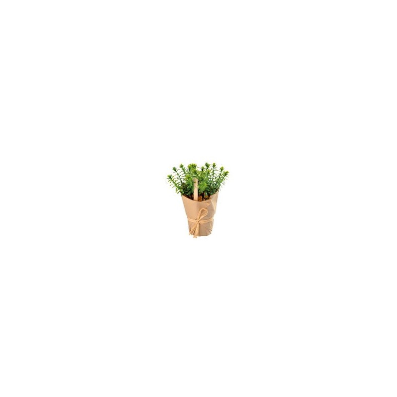 Plante aromatique Romarin Plante aromatique Romarin