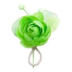 1 tête de fleur avec 3 boutons, anis
