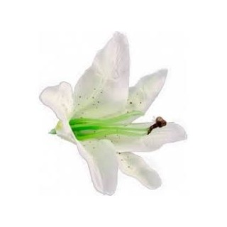 6 fiori tropicali bianchi