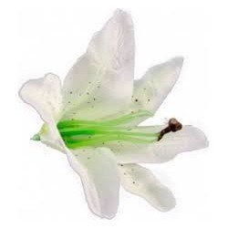 6 Fleurs tropicales blanches