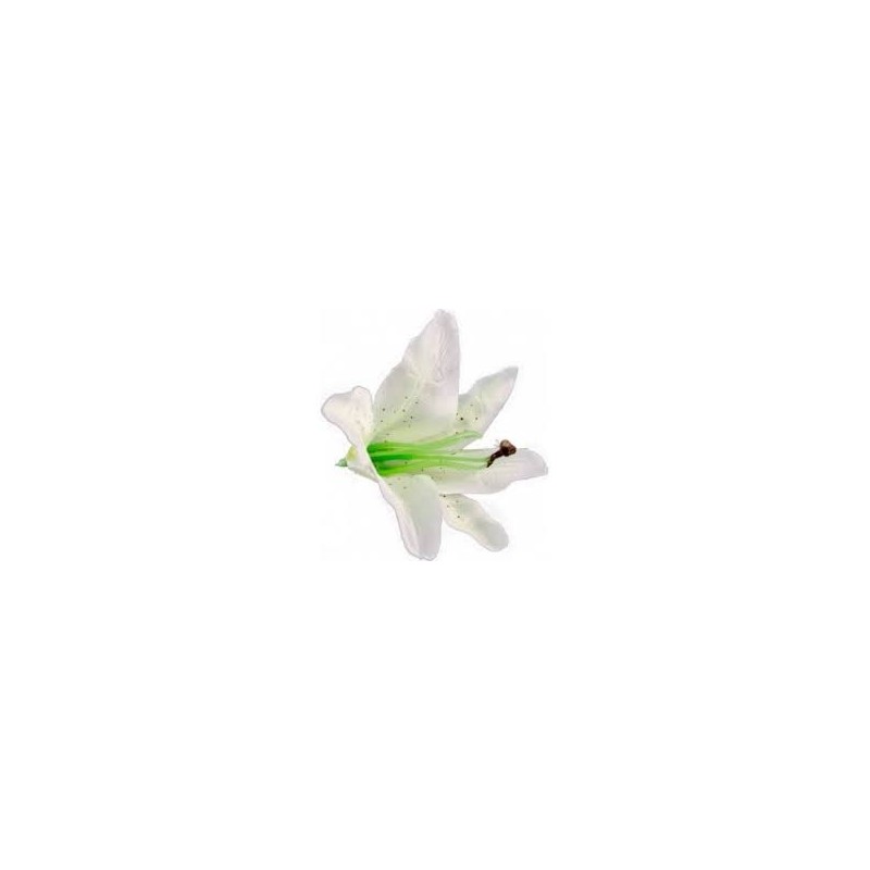 6 Fleurs tropicales blanches 6 Fleurs tropicales blanches