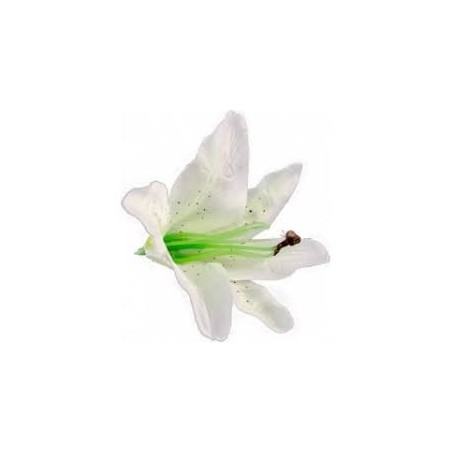 6 Fleurs tropicales blanches