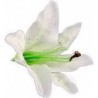 6 fiori tropicali bianchi 6 fiori tropicali bianchi