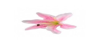 6 rosa tropische Blumen