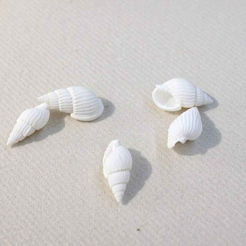 24 Coquillages déco, 2,5cm / 1,3cm 24 Coquillages déco, 2,5cm / 1,3cm