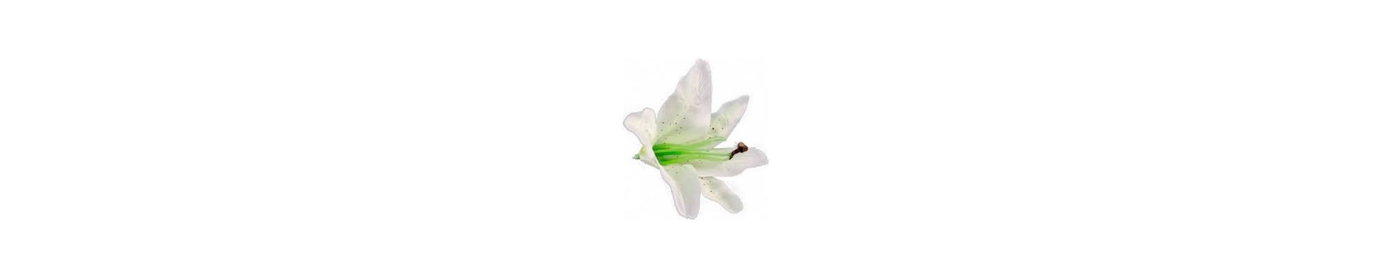 Fiori