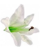 Fleurs