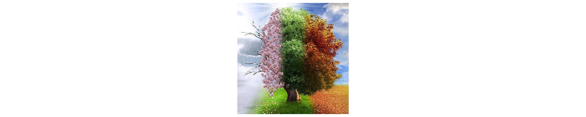 Saisons